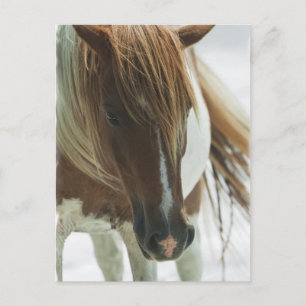 Briefkaart van Mustang Wild Horse