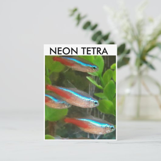 Briefkaart van Neon Tetra (Staand voorkant)