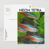 Briefkaart van Neon Tetra (Voorkant / Achterkant)