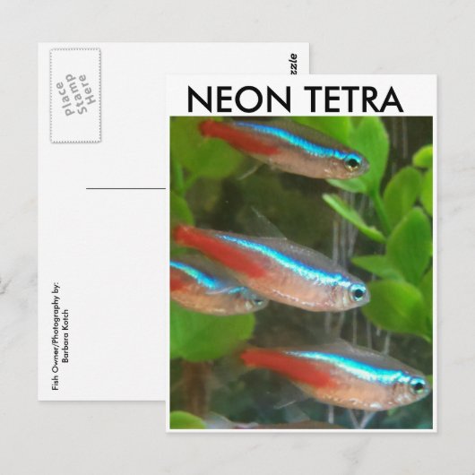 Briefkaart van Neon Tetra (Voorkant / Achterkant)