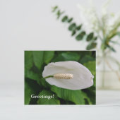 Briefkaart van neusbloem (Staand voorkant)