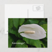 Briefkaart van neusbloem (Voorkant / Achterkant)