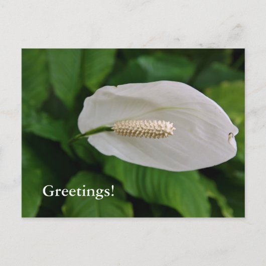 Briefkaart van neusbloem (Voorkant)
