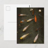 Briefkaart van Nishikigoi (Koi Fish) (Voorkant / Achterkant)
