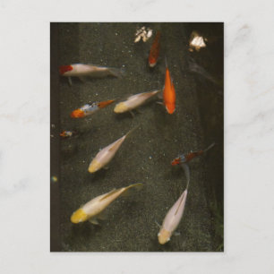 Briefkaart van Nishikigoi (Koi Fish)