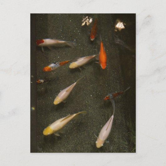 Briefkaart van Nishikigoi (Koi Fish) (Voorkant)