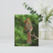 Briefkaart van noordelijke kardinaal-vogels (Staand voorkant)