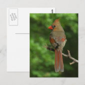 Briefkaart van noordelijke kardinaal-vogels (Voorkant / Achterkant)