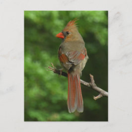 Briefkaart van noordelijke kardinaal-vogels