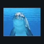 briefkaart van oceaandolfijnen<br><div class="desc">oceaan dolfijn briefkaart voor alle gelegenheden. En vergeet niet dat u uw bestelling kunt aanpassen.</div>