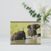 Briefkaart van olifantenzwemmen (afrikaanse olifan (Staand voorkant)