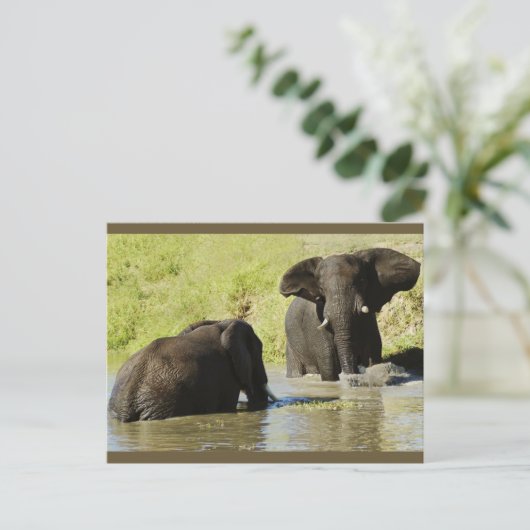 Briefkaart van olifantenzwemmen (afrikaanse olifan (Staand voorkant)