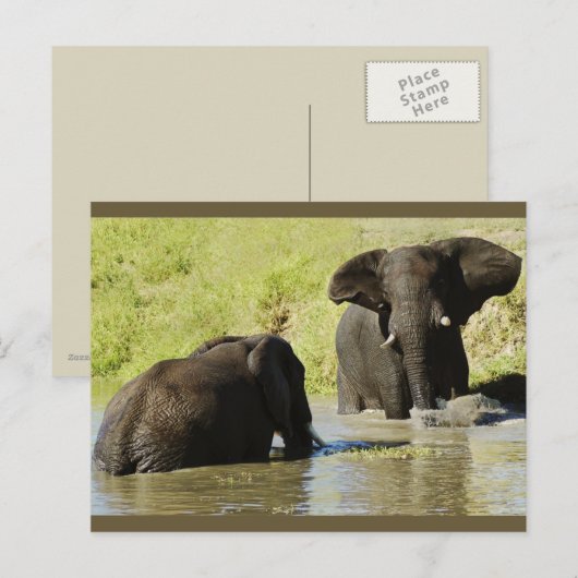 Briefkaart van olifantenzwemmen (afrikaanse olifan (Voorkant / Achterkant)
