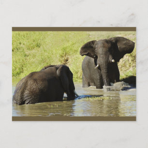 Briefkaart van olifantenzwemmen (afrikaanse olifan