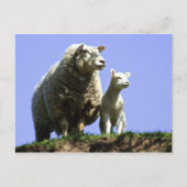 Briefkaart van ooien en lammeren (Voorkant)