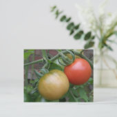 Briefkaart van Oranje en rode tomaten (Staand voorkant)