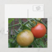 Briefkaart van Oranje en rode tomaten (Voorkant / Achterkant)
