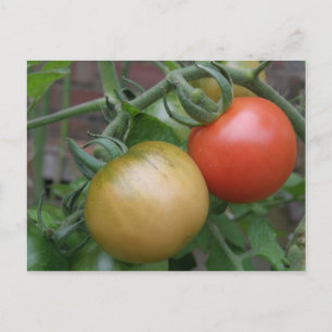 Briefkaart van Oranje en rode tomaten