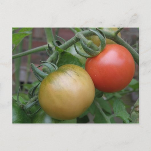 Briefkaart van Oranje en rode tomaten (Voorkant)