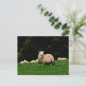 Briefkaart van oude schapen (Staand voorkant)