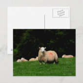 Briefkaart van oude schapen (Voorkant / Achterkant)