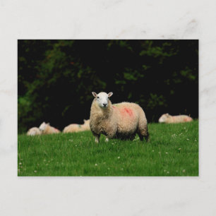 Briefkaart van oude schapen