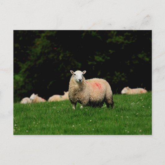 Briefkaart van oude schapen (Voorkant)