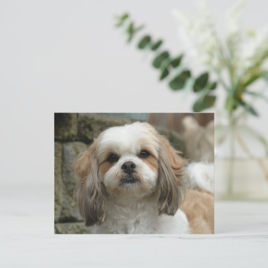 Briefkaart van ovens (Staand voorkant)