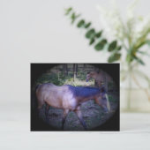 Briefkaart van paard 2 (Staand voorkant)