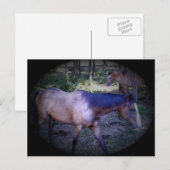 Briefkaart van paard 2 (Voorkant / Achterkant)