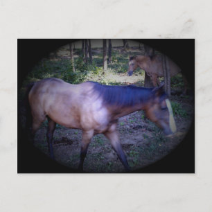 Briefkaart van paard 2
