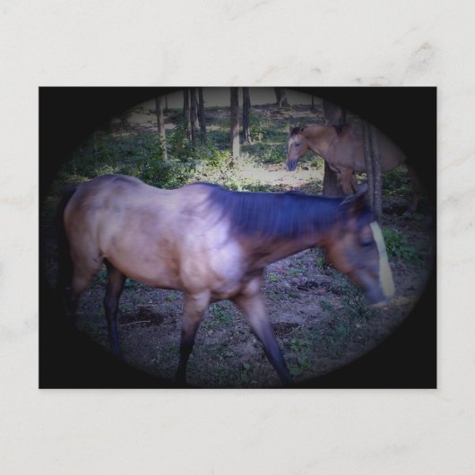 Briefkaart van paard 2 (Voorkant)