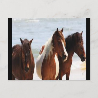 Briefkaart van paarden