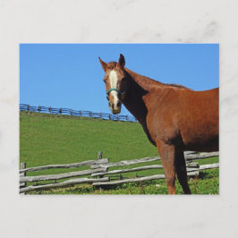 Briefkaart van paarden