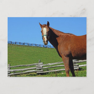 Briefkaart van paarden