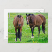 Briefkaart van paarden (Voorkant / Achterkant)
