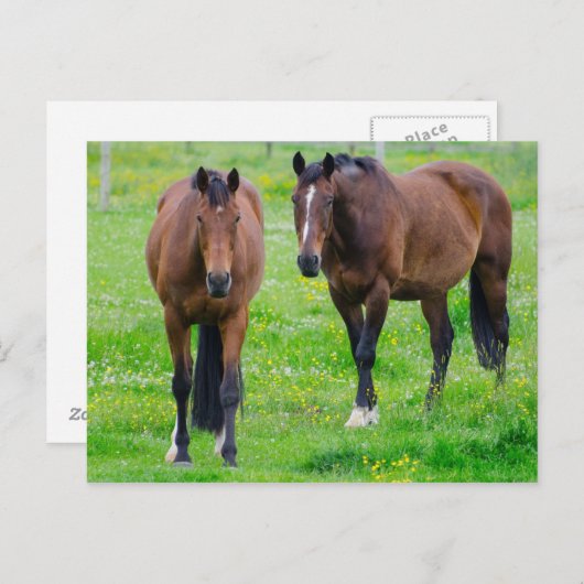 Briefkaart van paarden (Voorkant / Achterkant)
