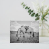 Briefkaart van paarden (Staand voorkant)