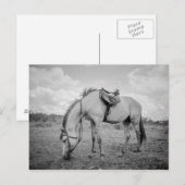 Briefkaart van paarden (Voorkant / Achterkant)