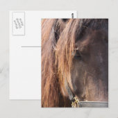 Briefkaart van paarden (Voorkant / Achterkant)