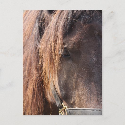 Briefkaart van paarden (Voorkant)