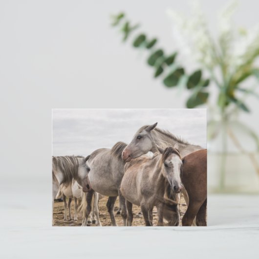 Briefkaart van paarden (Staand voorkant)