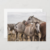 Briefkaart van paarden (Voorkant / Achterkant)