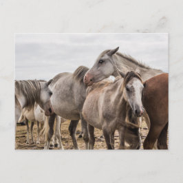 Briefkaart van paarden