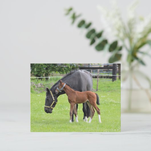 Briefkaart van paarden (Staand voorkant)