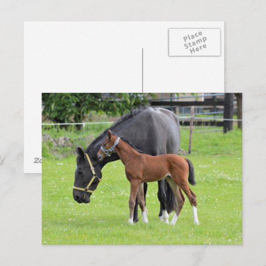 Briefkaart van paarden (Voorkant / Achterkant)