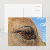 Briefkaart van paarden (Voorkant / Achterkant)