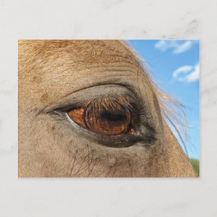 Briefkaart van paarden
