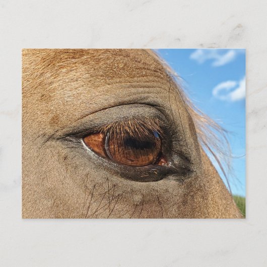 Briefkaart van paarden (Voorkant)