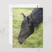 Briefkaart van paarden (Voorkant / Achterkant)